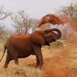 route-africa-travel-elephant-tours